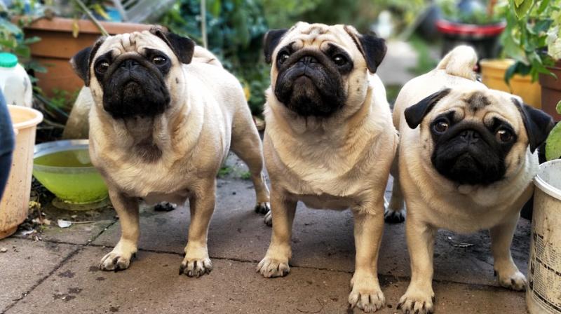 PETA India asks Vodafone to stop using genetically compromised pugs in advertisements