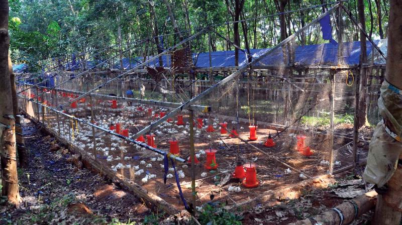 The poultry farm that was destroyed in Chenoli the other day.