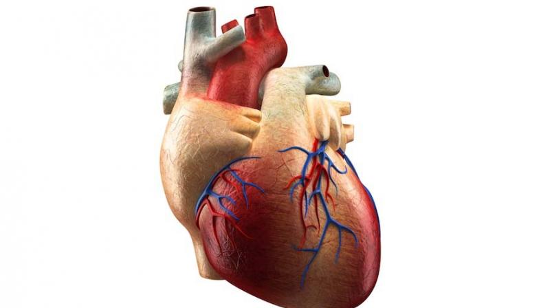 Heart failure occurs when the heart is unable to pump sufficiently to meet the oxygen and nutrient requirements of vital organs of the body.