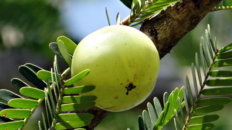 The benefits of amla do not merely restrict themselves to skin care. (Photo:Representational/Pixabay