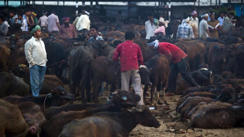 In this April 2, 2015 photo, traders buy and sell buffaloes at Ghazipur slaughterhouse complex in New Delhi, India. (Photo: AP)