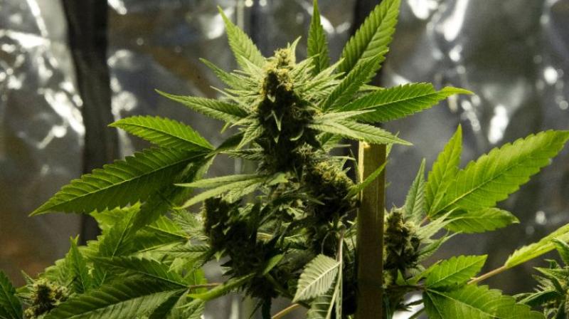 Legalisation of marijuana had eased the caseload of the police and judiciary. (Photo: AFP)