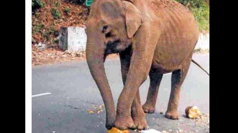 Most jungle tribal hamlets are unaffected by wild elephants.(Image Dc)