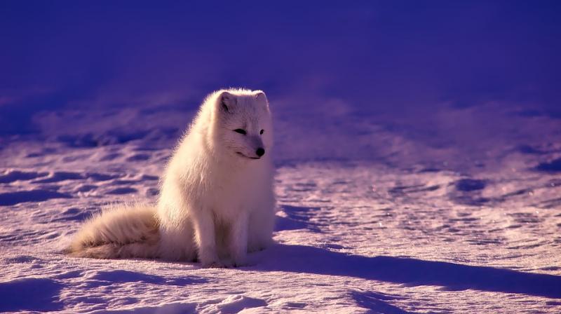 After refusing to eat the bread and crackers the rescuers initially offered, the Arctic fox finally succumbed to another treat  a tin of Vienna sausages. (Photo: Pixabay)