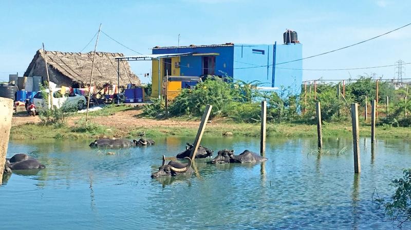 Houses, huts built on encroached area of Pallikaranai marshland. (Photo: DC)