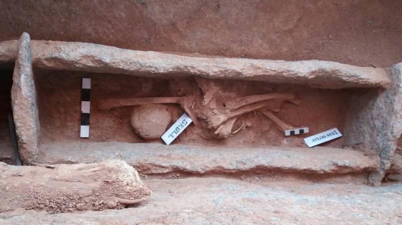 The 3000 year old skeleton found at the Palamukula village in Siddipet district. Experts said the skeleton belongs to a well built person. (Photo: DC)