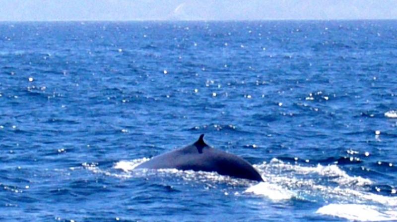 A  blue whale off the coast of Los Angeles. (Photo: AFP)