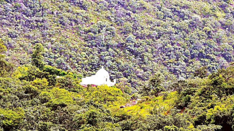 The lush green Kappatagudda Hills in Gadag district