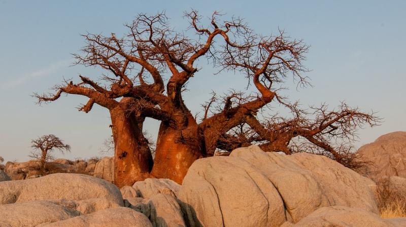 Africas iconic baobab trees dying off at alarming rate. (Photo: Pixabay)
