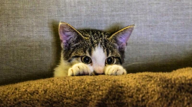 The study found that wild cats wiped out 316 million every year, while pets killed 61 million annually. (Photo: Pexels)