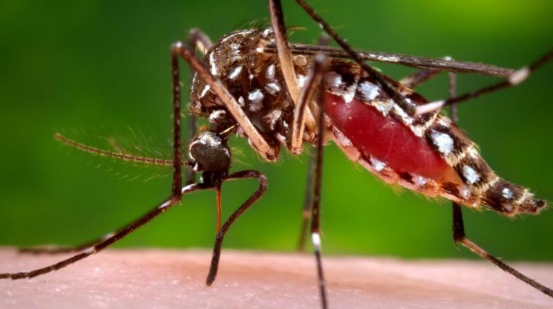 In most cases worldwide, people have been infected with the Zika virus by mosquitoes. (Photo: AP)