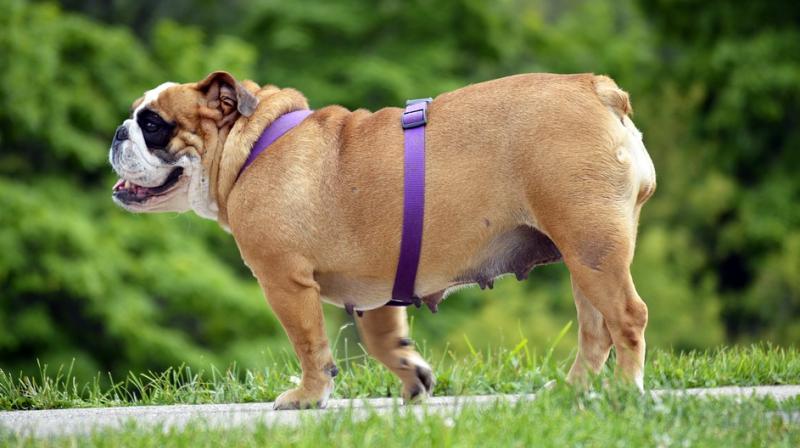 Overweight dogs were more likely to choose the higher-energy reward compared to dogs of an ideal weight, even when it meant ignoring directions given by a person. (Photo: Pixabay)