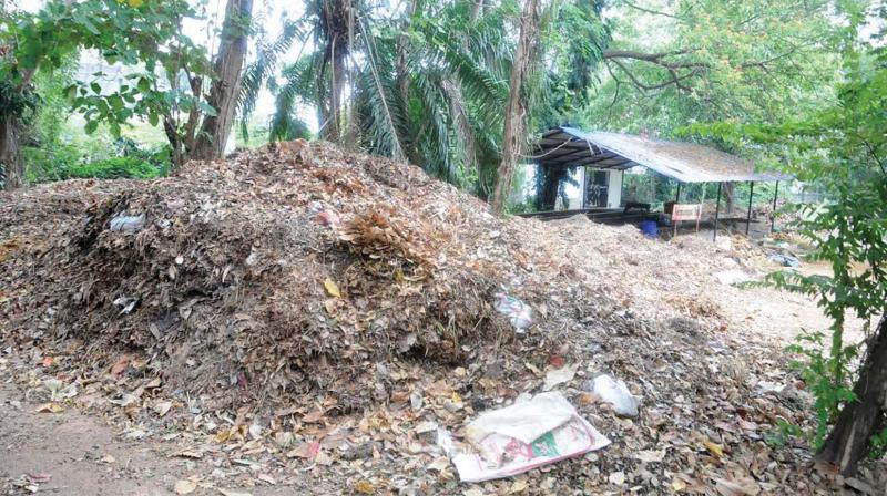 Heap of dried leaves lying accumulated at the Thiruvananthapuram Zoo on Thursday. 	(Photo: DC)