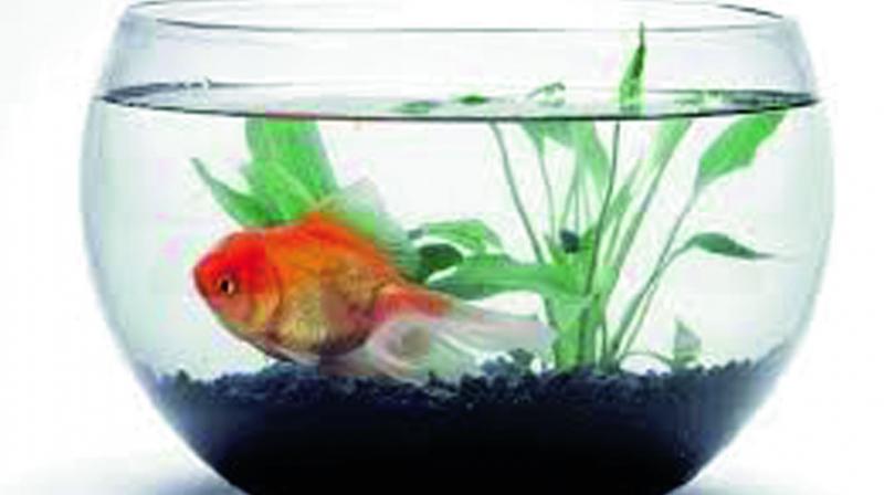 When purchasing a fish, take some time to research exactly what you are buying.