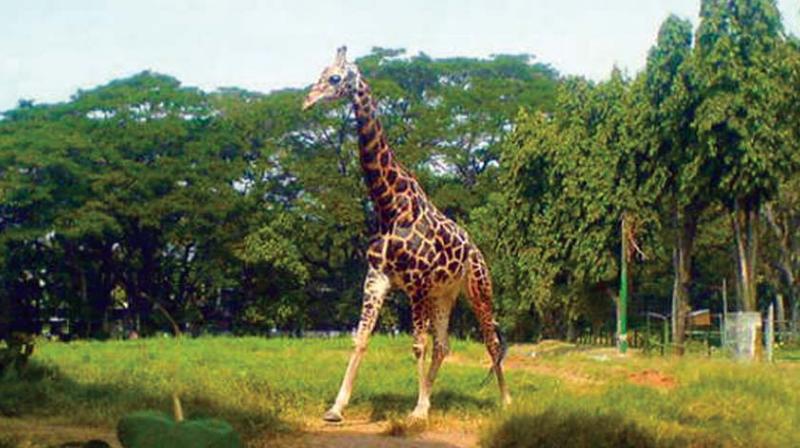 The Bannerghatta Biological Park (BBP) finally got a giraffe after it was donated by the Chamarajendra Zoological Garndens in Mysuru. (Representational image)