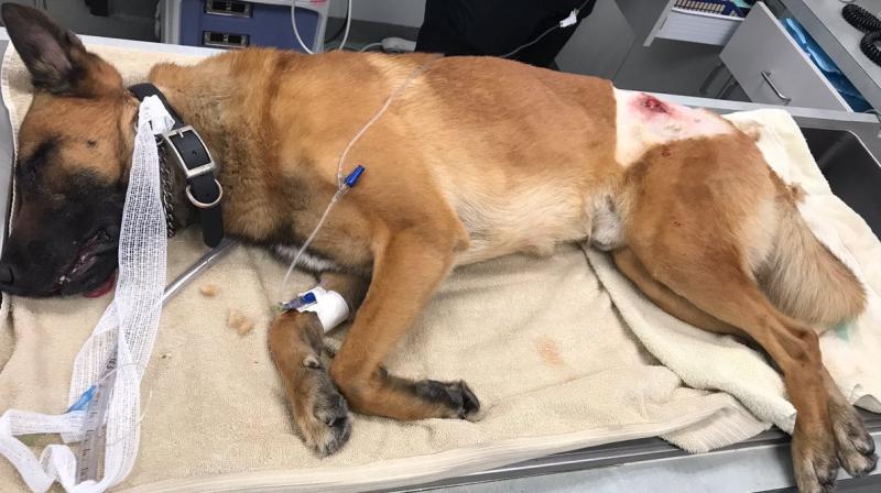 PBSO K9 Kasper took a bullet that was meant for his K9 Partner. He is currently recovering and in stable condition. (Photo: Twitter)