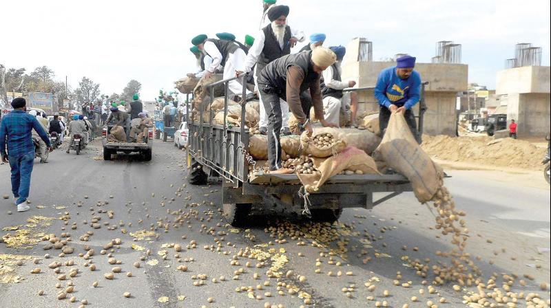 Farmers dump potatoes on the road due to falling prices in Jalandhar.	(Photo: PTI)