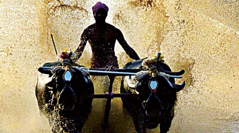 As the high court handed an interim ban on Kambala last year, the organisers would submit a copy of the Ordinance to the court and get the stay vacated.