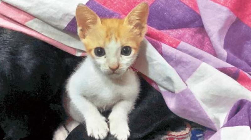 Jhumu had earlier edged out hundreds of other lovable rescued cats to become one of 10 finalists.