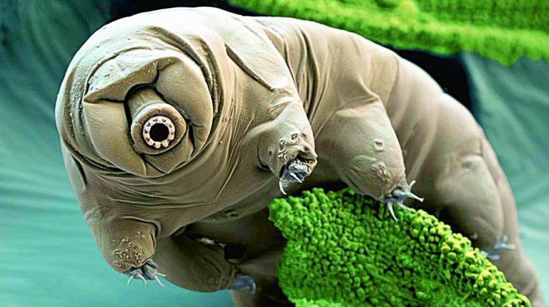 The tardigrade  an eight-legged micro-animal  has been named the worlds most indestructible species