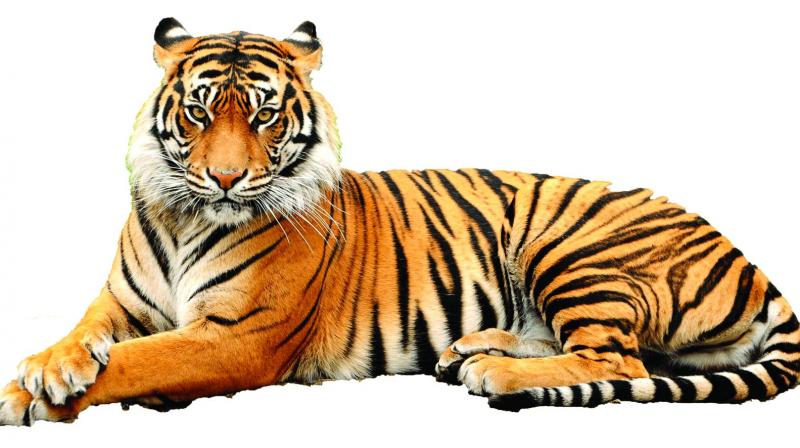 The tiger habitat in AP and Telangana once extended to about 40,000 sq km