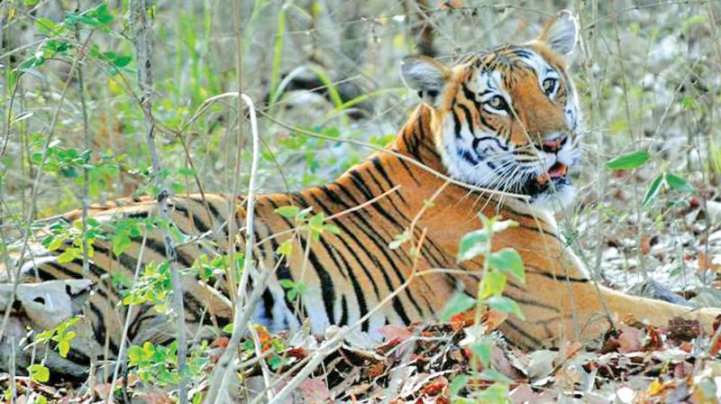 A tiger in Mudumalai woods (Photo: DC)