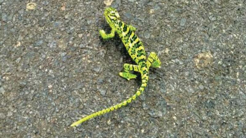 On sighting a chameleon, people often attack it with stones