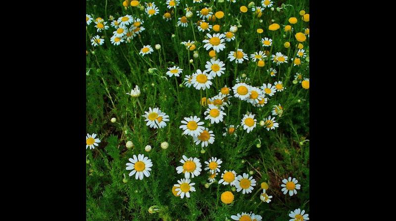 Similarly, due to a lesser demand and more arrivals, the prices of chamomile came down to Rs 140 per kg from Rs 500 on Thursday (Represent