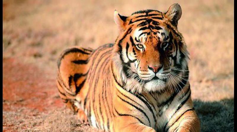 The NBWL has asked for 16 eco-bridges to avoid fragmentation of the tiger corridor and to permit free movement of tigers and other wild animals