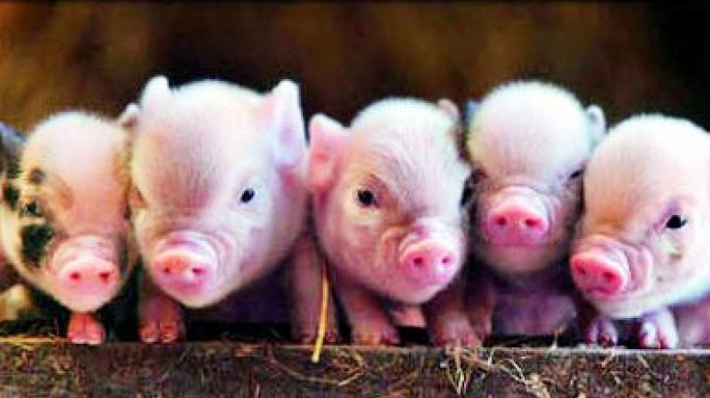 Earlier research showed that porcine endogenous retroviruses embedded in the pig genome may infect humans. But scientists have successfully eliminated the virus from pigs in a trial.