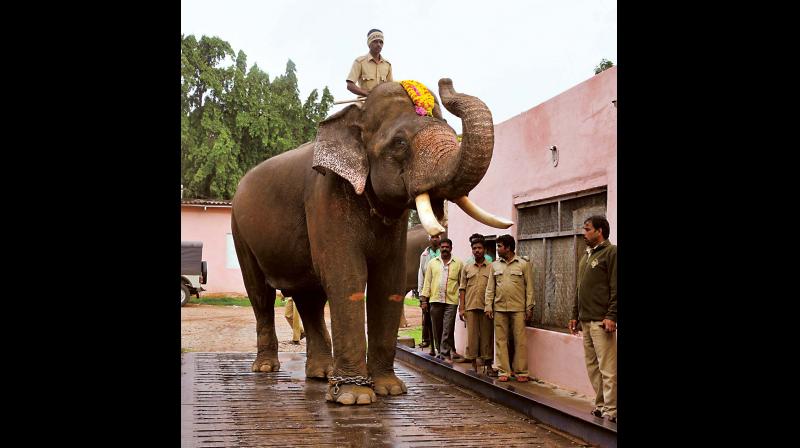 Dasara Jumbo Arjuna undergoes a weight check