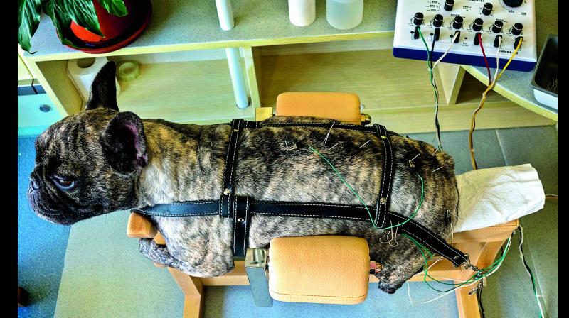 A partially paralysed dog receives treatment  (Photo: AFP)