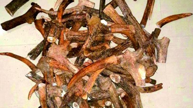 The Wildlife Crime Control Bureau of Odisha on Wednesday seized 50 kilogram of Sambar deer horns