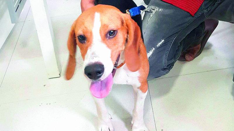 The pet Beagle of an Indian Revenue Service officer, which was stolen by three youths, safely returned to the owner (Photo: DC)