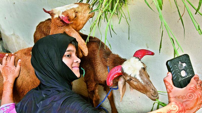 On the eve of Id-uz-Zuha, a girl takes selfie with the sacrificial goats in Hyderabad on Friday (Photo: DC)