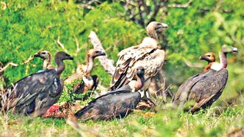 Vulture population in Moyar valley jungles near Ooty.