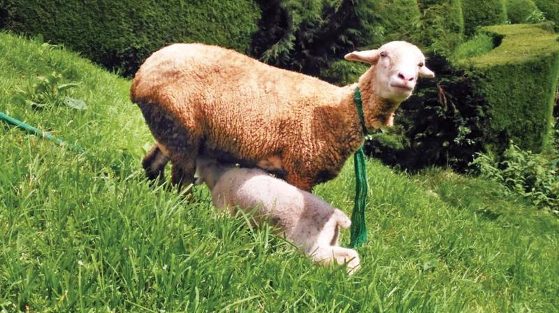 Nilgiri sheep will be an added attraction at Karnatakas garden in Ooty (Photo: DC)