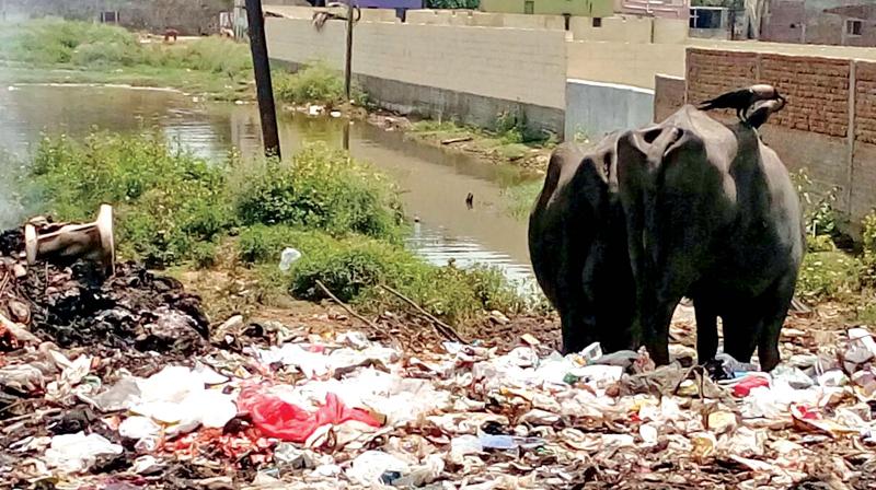 Piles of garbage coupled with stagnated water at VGN Nagar, Ayyappanthagal (Photo: DC)