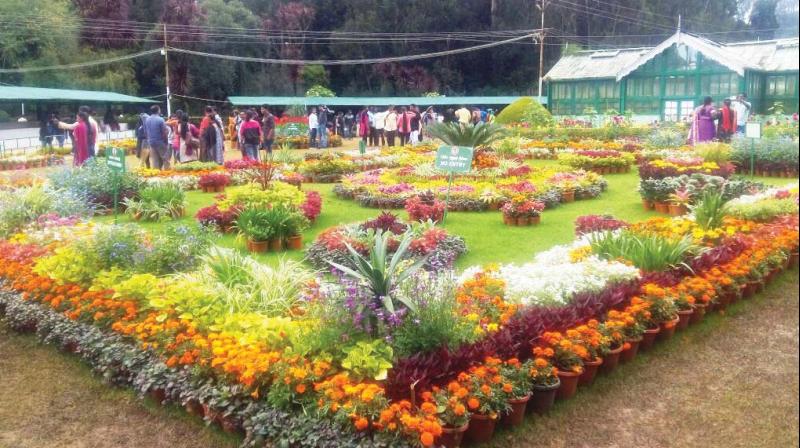 Arrangement of flowers for autumn season at Govt Botanical Garden in Ooty adds extra charm as tourists throng to the hills for puja holiday weekend (Photo: DC)