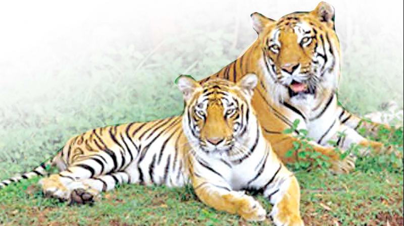 The special task force and Project Tiger have become defunct in preventing atrocities and mass killings of tigers and cruelty to animals (Photo: DC)