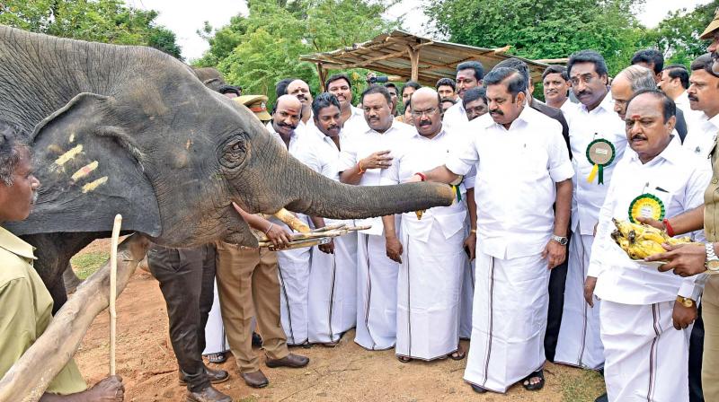 CM Palaniswami touches a jumbo on Thursday at Vandalur zoo (Photo: DC)