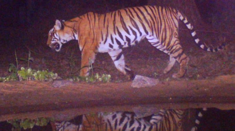 A tiger at the Seguar reserve forests adjacent to MTR. (File photo)