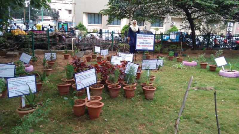 Various medicinal plants at Dr Asima Banus trauma care centre,
