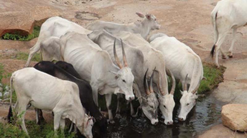 attle drink water from a stream at Challakere.