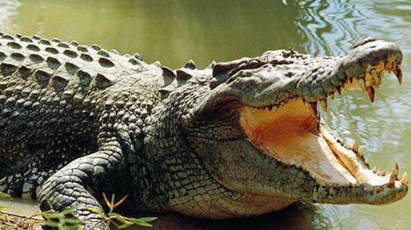 Ask forest officials and they say around eight crocodiles have been relocated from the dry Krishna to Almatti backwaters.