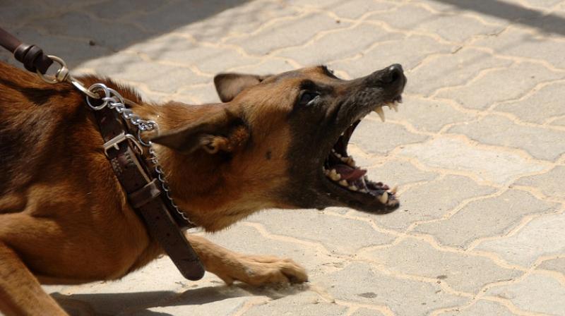 Police have opened a criminal case and are investigating the owner of the dogs, a 60-year-old woman. (Representational Image/ Pixabay)
