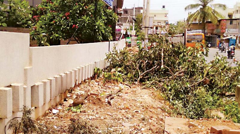 The 11 axed trees on Hessaraghatta Main Road, near Chikkasandra