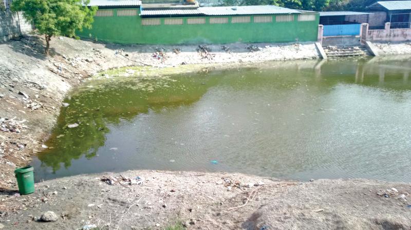 The pathetic condition of Thamaraikulam pond. (Photo: DC)