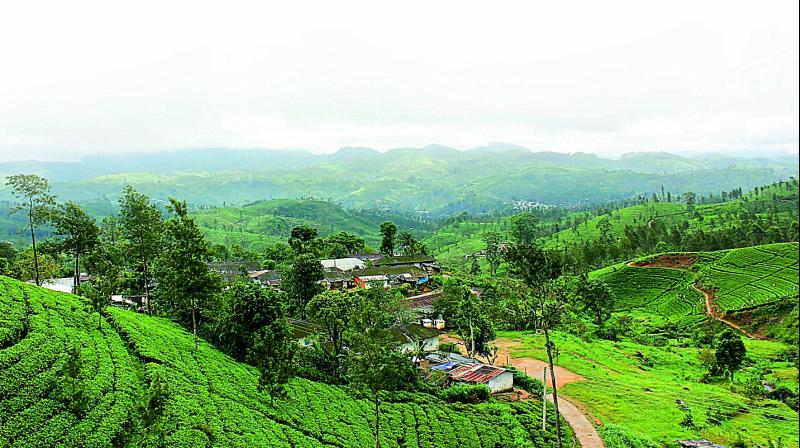 Tea Estates of Nuwara Eliya