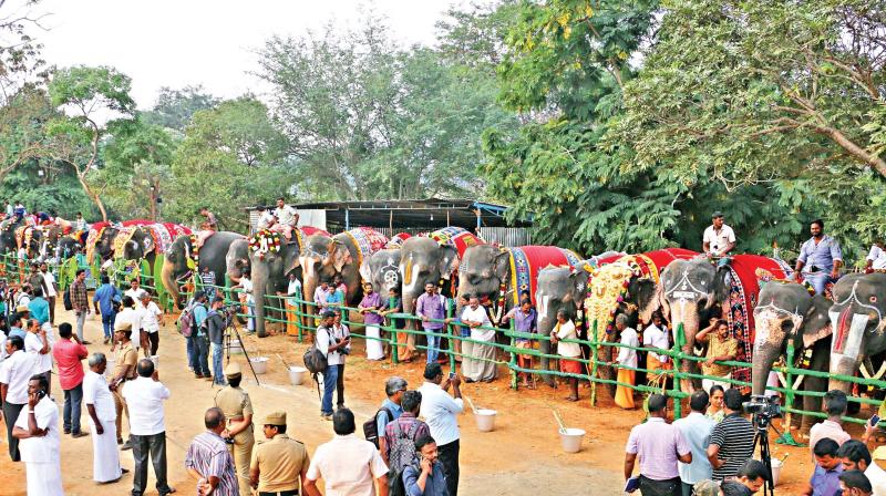Elephants line up after being bathed and fed at the  rejuvenation camp near Thekkampatti. (Photo: DC)